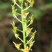 Malaxis spicata - Photo (c) NC Orchid, μερικά δικαιώματα διατηρούνται (CC BY-NC)