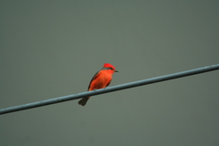Pyrocephalus rubinus