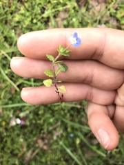 Veronica persica
