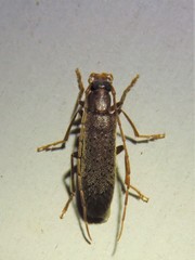 Sparedrus aspersus