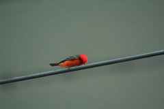 Pyrocephalus rubinus