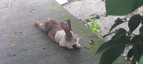 Domestic Rabbit