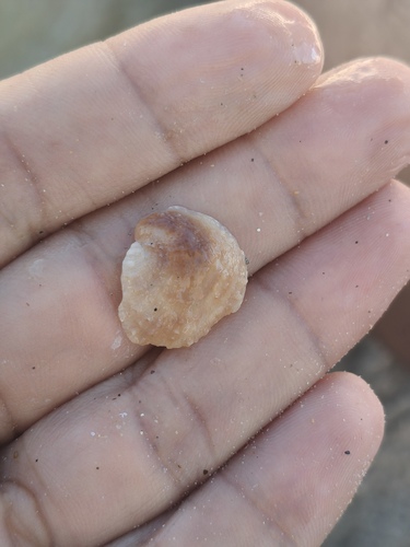 Bostrycapulus odites