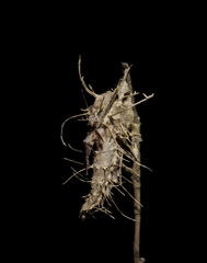 Akanthomyces aculeatus