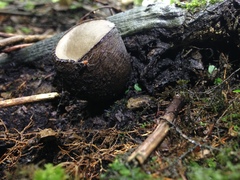 Trichaleurina tenuispora