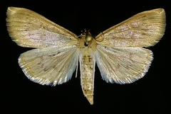 Mecyna submedialis