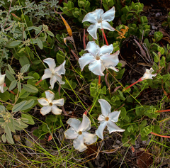 Mandevilla macrosiphon
