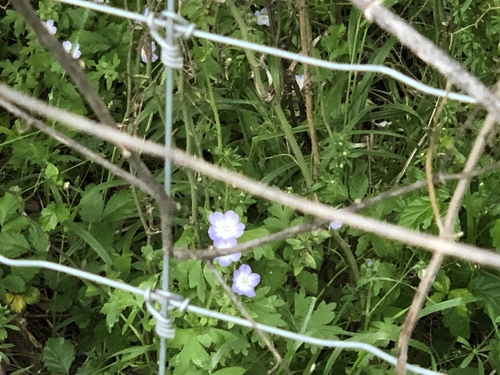 Largeflower baby blue eyes (Nemophila phacelioides)