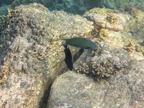 Thalassoma lunare