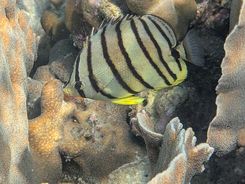 Chaetodon octofasciatus