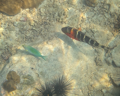 Cheilinus fasciatus