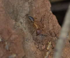 Camponotus cingulatus