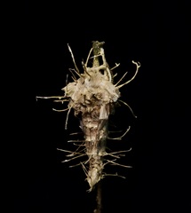 Akanthomyces aculeatus