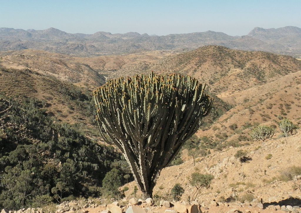 Imagem de Candelabro
