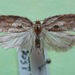 Acleris inana - Photo (c) mothvet, algunos derechos reservados (CC BY-NC)