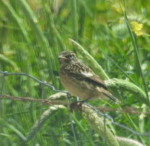 Avistamiento Saxicola rubicola