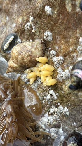 Nucella lapillus