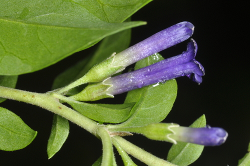 Lycium cestroides, photograph 6