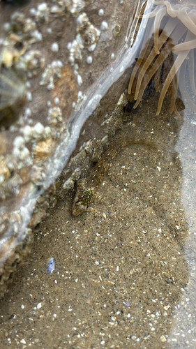 Lipophrys pholis