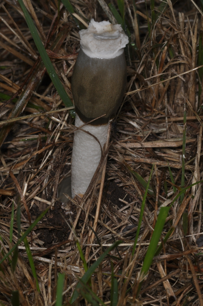 Phallus granulosodenticulatus