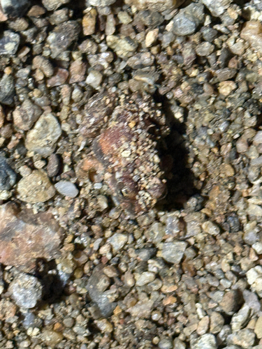 Marbled sand frog
