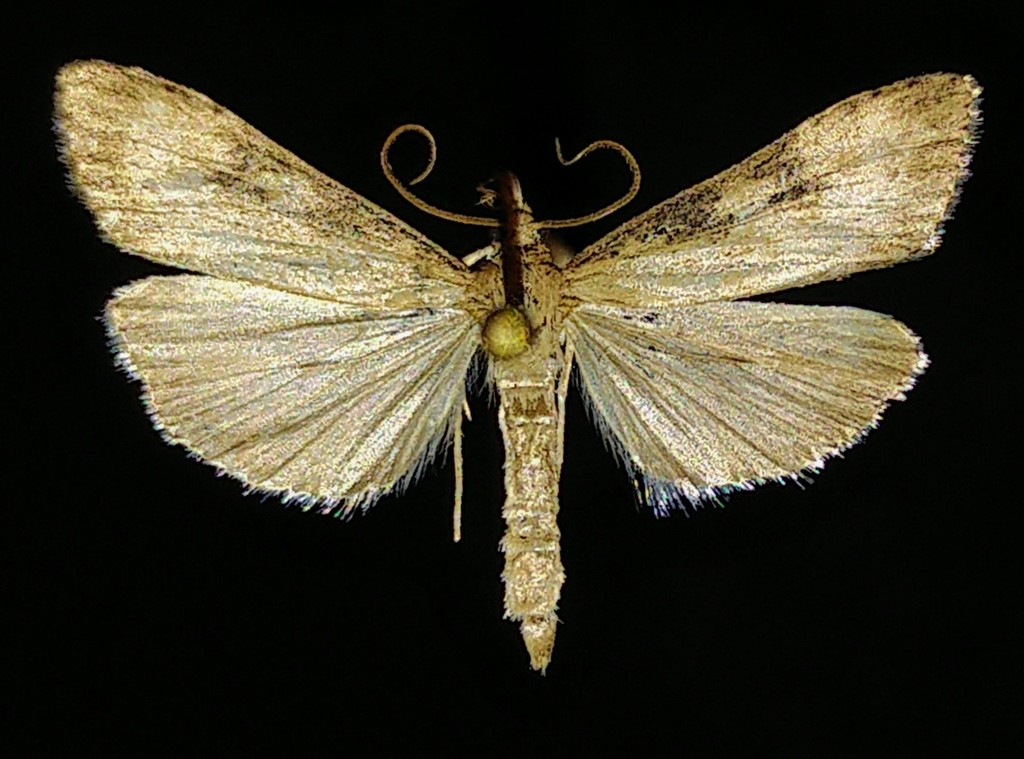 Udea itysalis