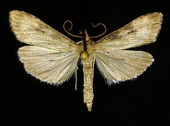 Udea itysalis
