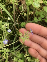 Nemophila pulchella