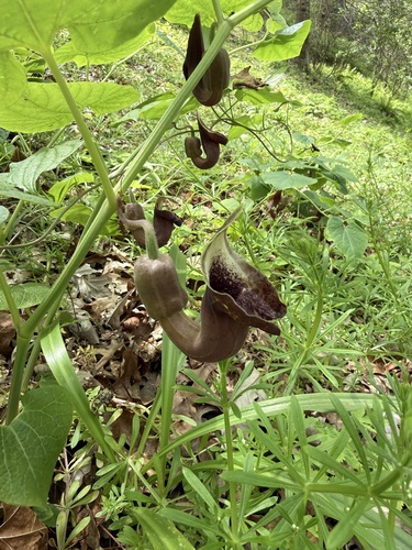 Aristolochia pontica, 2026-05-01