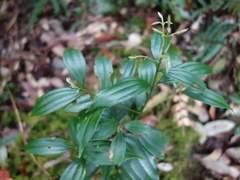 Cinnamomum subavenium