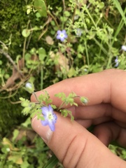 Nemophila pulchella