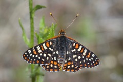 Euphydryas chalcedona klotsi