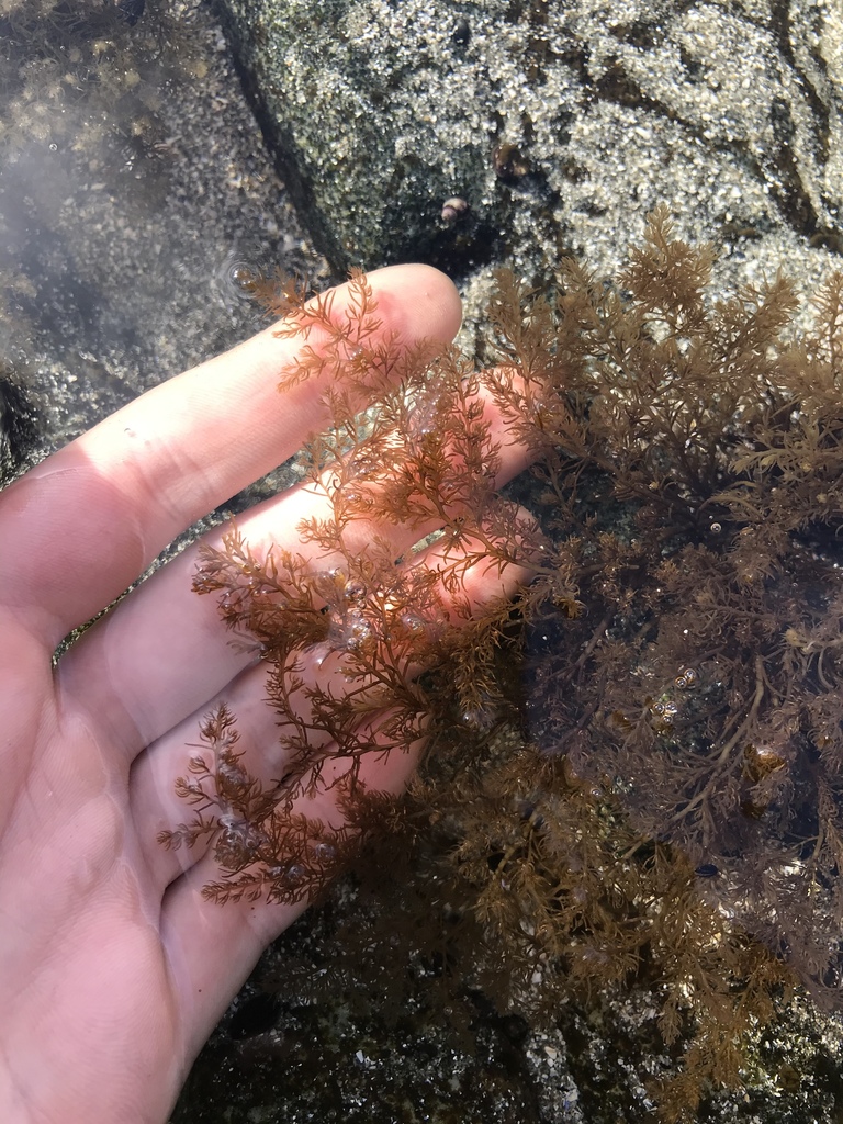 Neorhodomela oregona