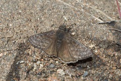 Erynnis meridianus