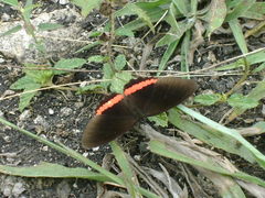 Biblis