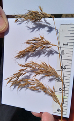 Sorghastrum