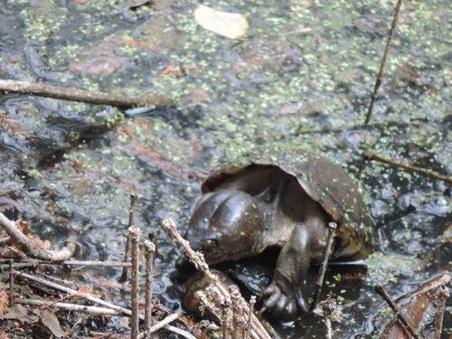 Mexican mud turtle