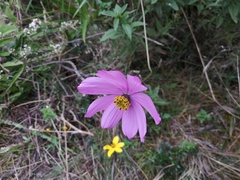 Cosmos peucedanifolius