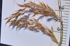 Sorghastrum