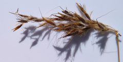 Sorghastrum