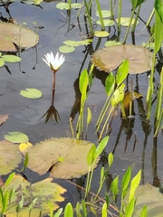 Nymphaea pulchella, photograph (c) Gabriel M. Rolim, some rights reserved (CC BY)