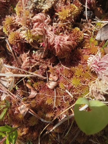 Sphagnum tenerum observed 2026-04-30