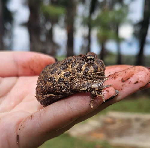 Odontophrynus asper