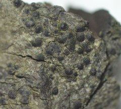 Lophiostoma