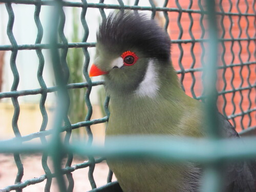 White-cheeked Turaco