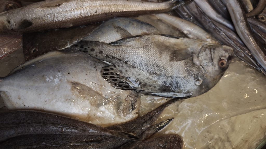 Halvemaan-zoetlip (Plectorhinchus cinctus) — Haemulidae
