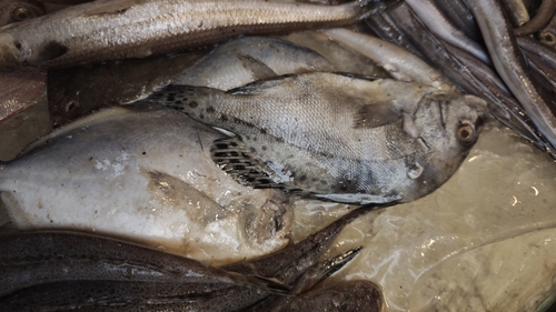 Crescent sweetlips (Plectorhinchus cinctus) — Haemulidae