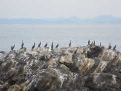 Phalacrocorax capillatus