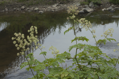 Aralia cordata sachalinensis