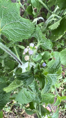 Ageratum conyzoides observed 2026-04-29